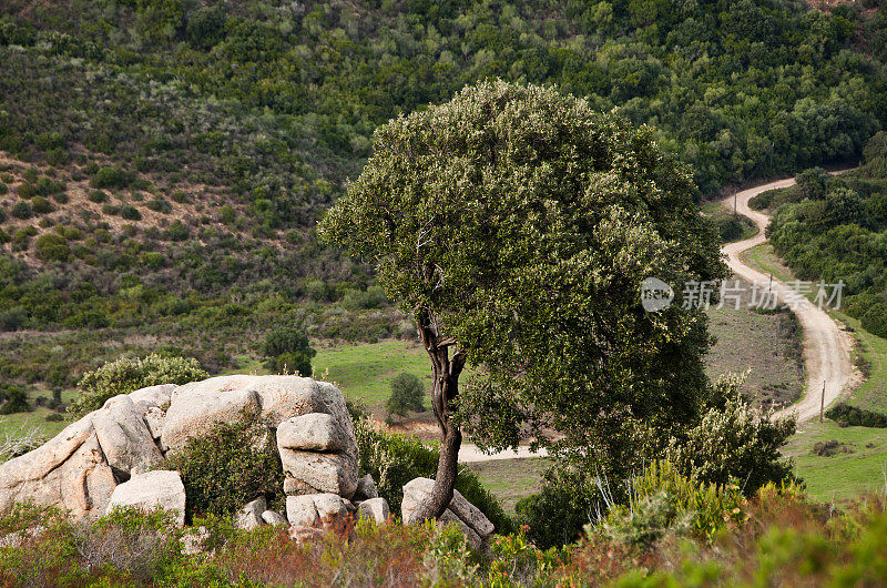 chemin de randonn?e和Corse